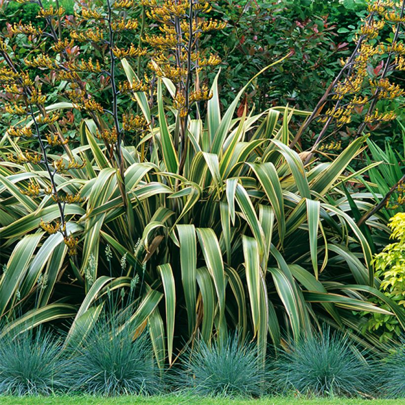 Phormium tenax Variegatum - Lino de Nueva Zelanda (Porte)