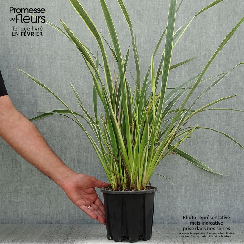 Ejemplar de Phormium tenax Variegatum - Lin de Nouvelle-Zélande pot de 3L entregado en otoño