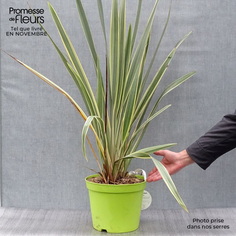 Ejemplar de Phormium tenax Variegatum - Lin de Nouvelle-Zélande pot de 8L entregado en otoño