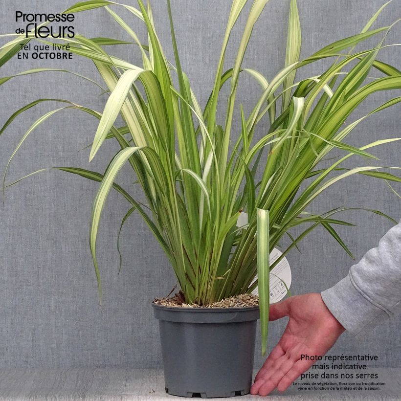 Ejemplar de Phormium tenax Yellow Wave - Lin de Nouvelle-Zélande  entregado en otoño