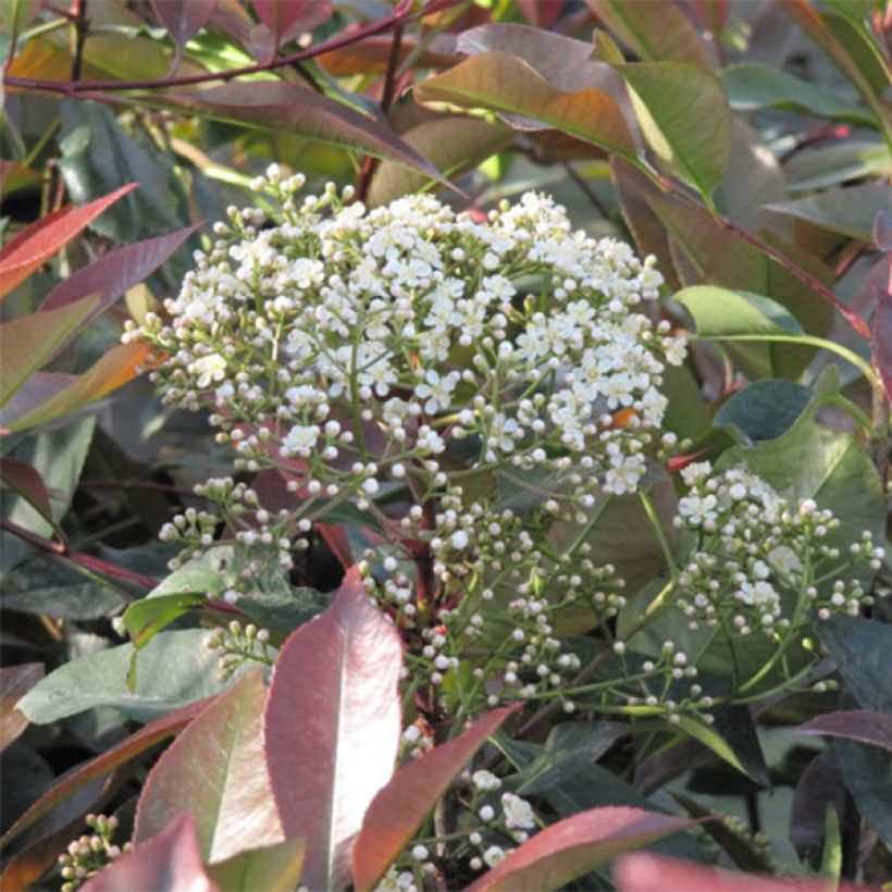 Photinia fraseri Little Red Robin - Fotinia (Floración)