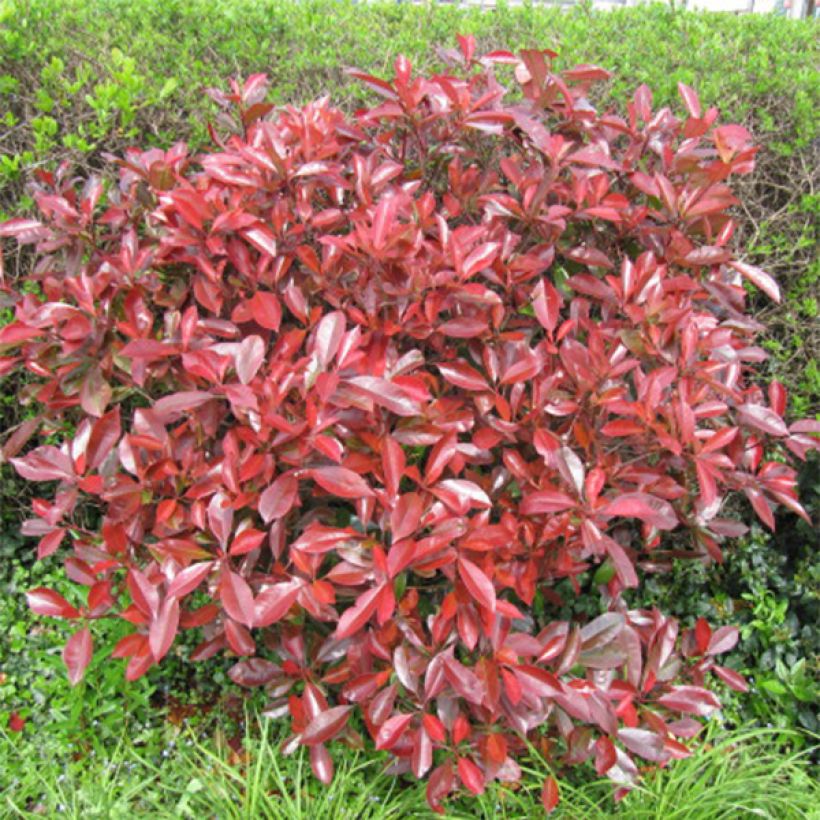 Photinia fraseri Little Red Robin - Fotinia (Porte)