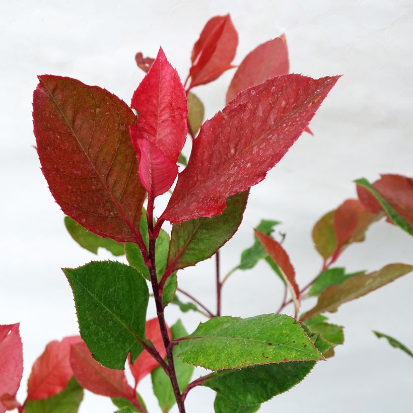 Photinia fraseri Little Red Robin - Fotinia (Follaje)