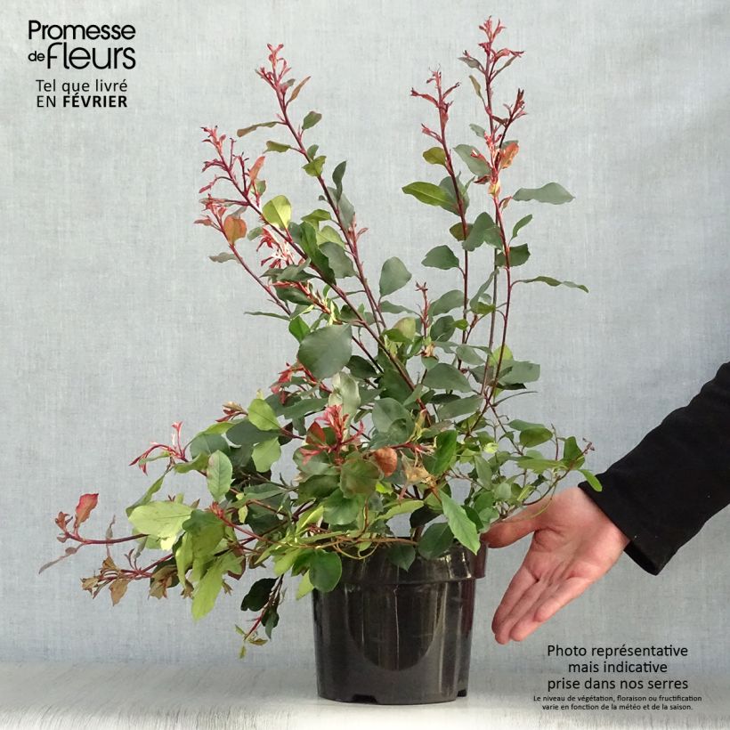 Photinia Little Red Robin en pot de 2L/3L Ejemplar entregado en invierno