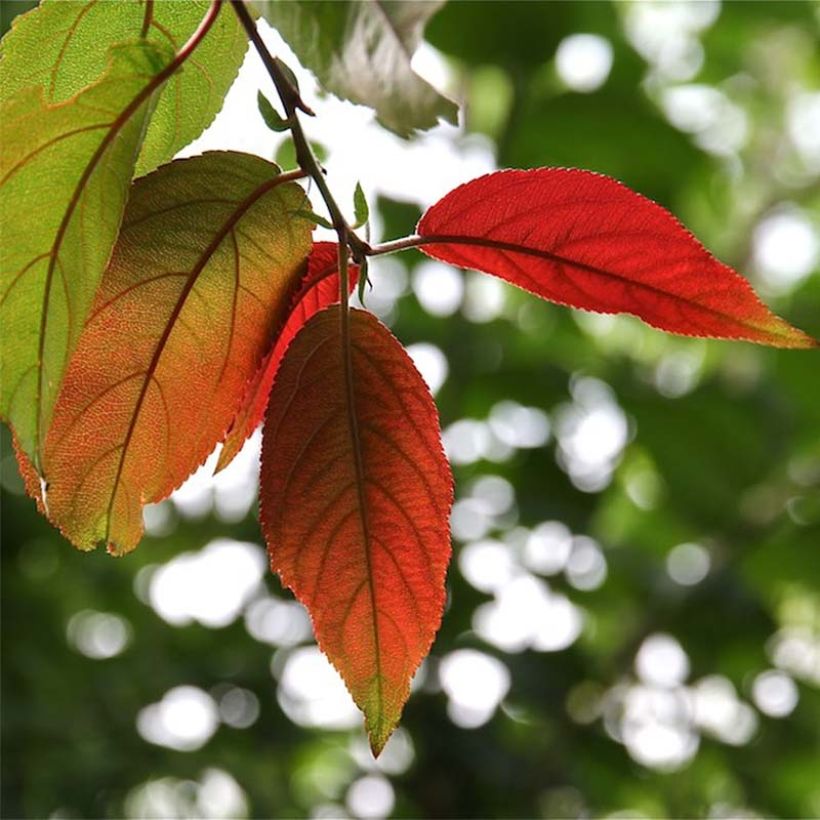 Photinia beauverdiana var. notabilis - Fotinia (Follaje)