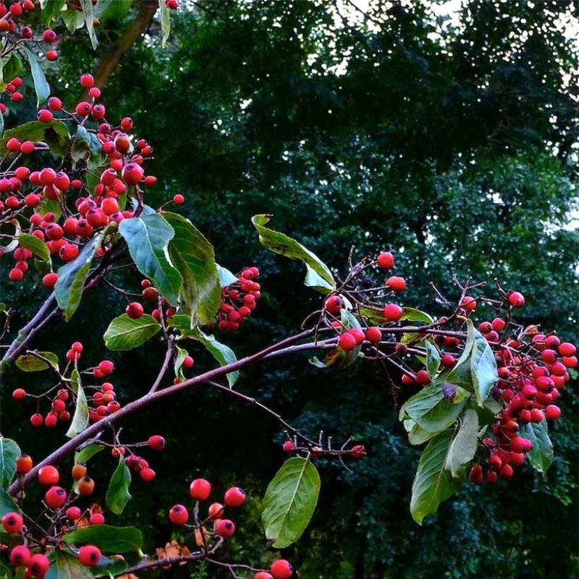 Photinia beauverdiana var. notabilis - Fotinia (Cosecha)