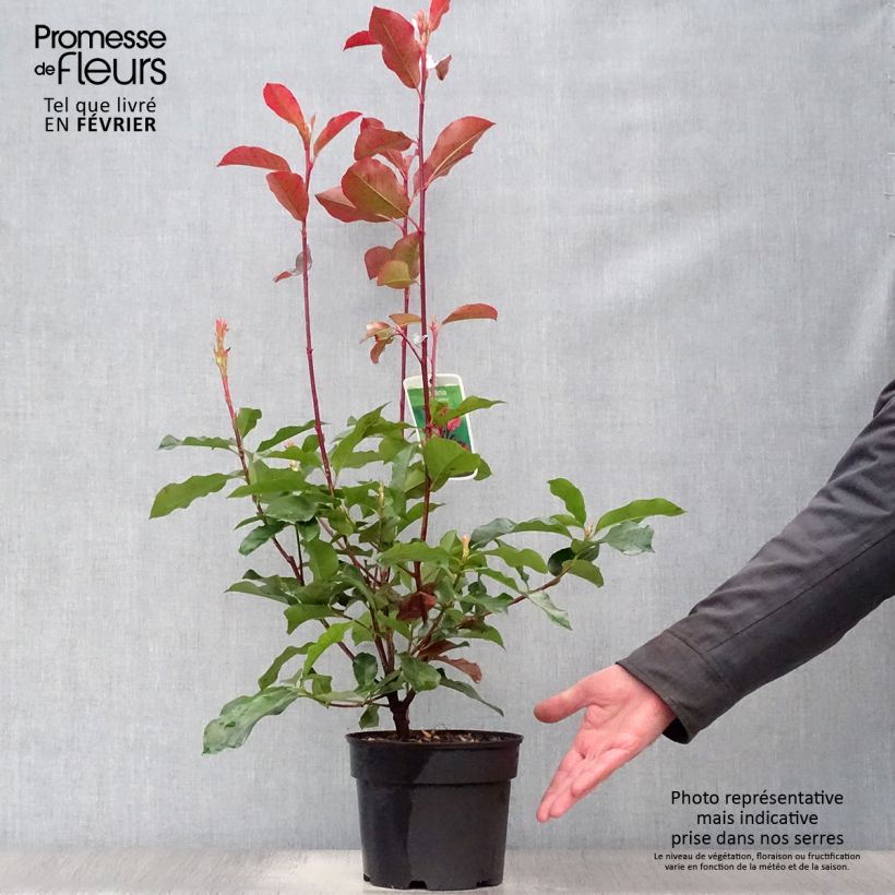 Photinia fraseri Camilvy 50cm en pot de 2L/3L Ejemplar entregado en invierno