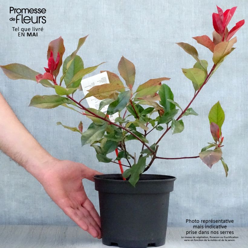 Photinia fraseri Camilvy - Fotinia Maceta 2L/3LAltura de entrega aprox. 50cm Ejemplar entregado en la primavera