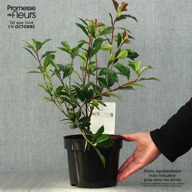 Ejemplar de Photinia fraseri Carré Rouge 30/40cm en pot de 2/3L entregado en otoño