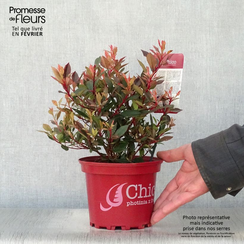 Photinia fraseri Chico Pot de 2L/3L Ejemplar entregado en invierno