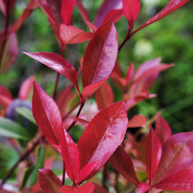 Photinia fraseri Devil's Dream - Fotinia (Follaje)