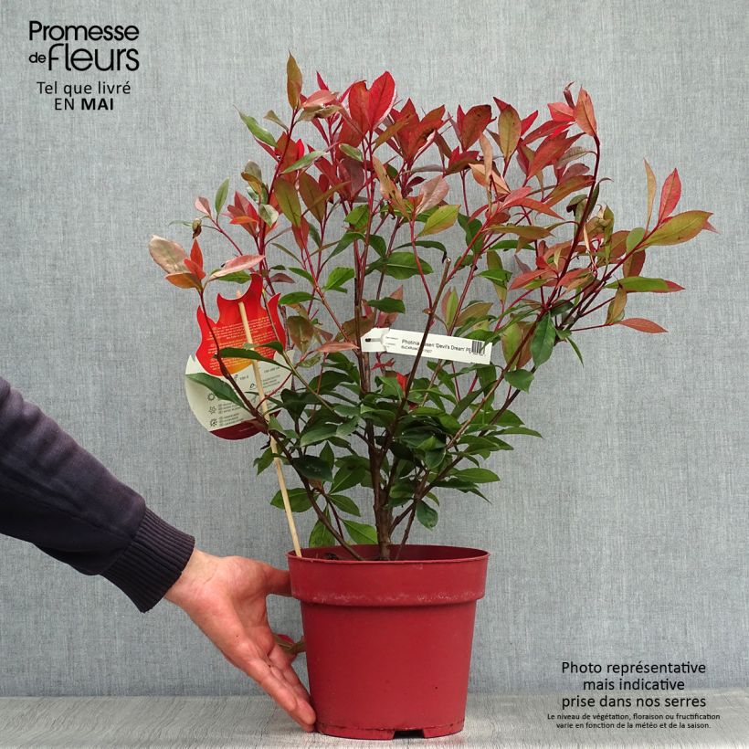 Photinia fraseri Devil's Dream - Fotinia Maceta 3L/4LAltura de entrega aprox. 30/40cm Ejemplar entregado en la primavera