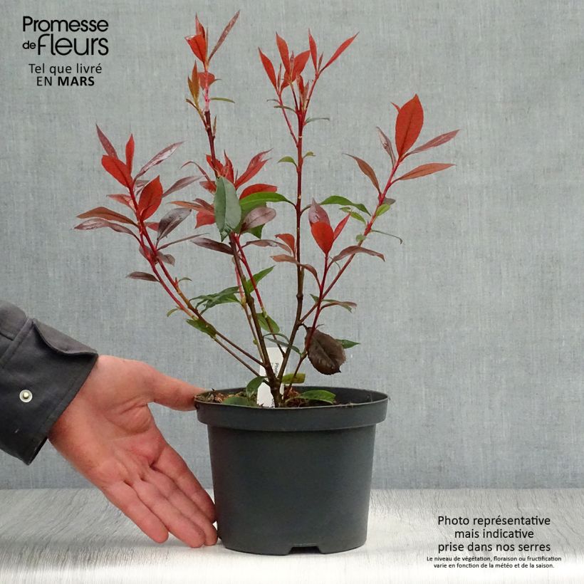 Photinia fraseri Dicker Toni Pot de 2L/3L Ejemplar entregado en la primavera