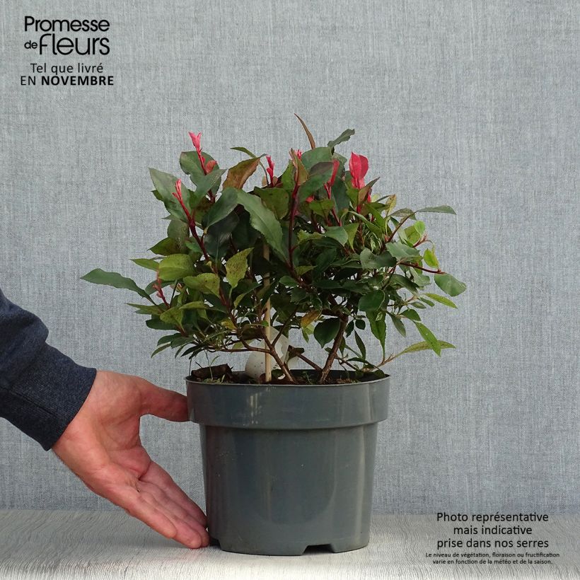 Ejemplar de Photinia fraseri Little Fenna Pot de 2L/3L entregado en otoño