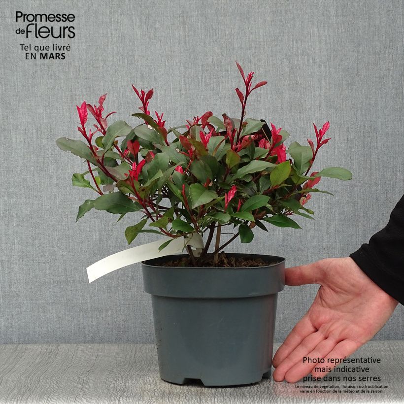 Photinia fraseri Little Fenna Pot de 2L/3L Ejemplar entregado en invierno