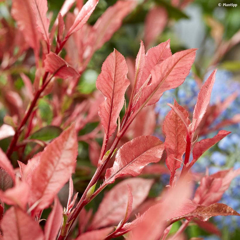 Photinia fraseri Little Fenna - Fotinia (Follaje)