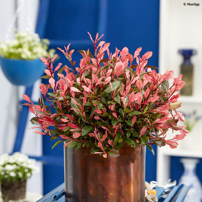 Photinia fraseri Little Fenna - Fotinia (Porte)