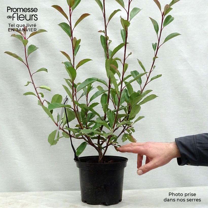 Photinia fraseri Louise Pot de 2L/3L Ejemplar entregado en invierno