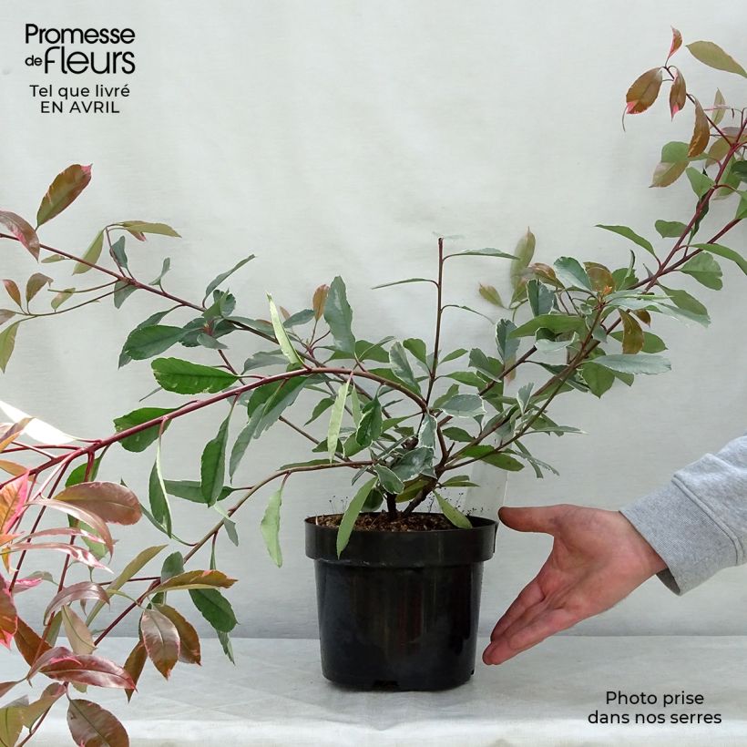 Photinia fraseri Louise - Fotinia Maceta 2L/3LAltura de entrega aprox. 15/20cm Ejemplar entregado en la primavera