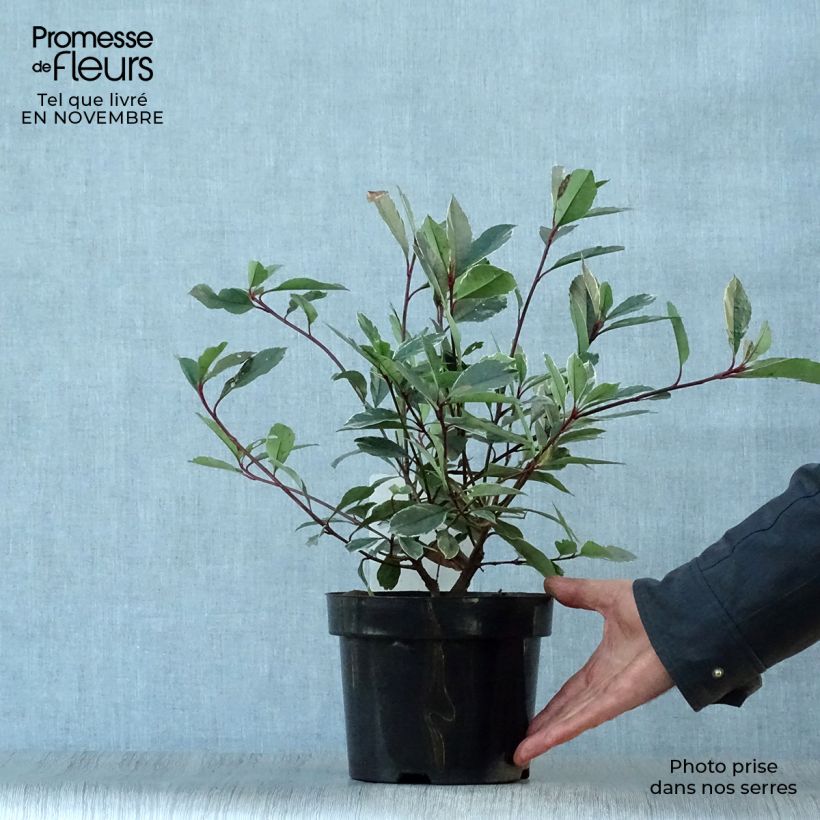 Ejemplar de Photinia fraseri Louise Pot de 2L/3L entregado en otoño