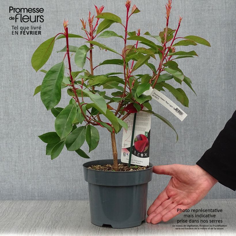 Photinia fraseri Red Light Pot de 3L/4L Ejemplar entregado en invierno