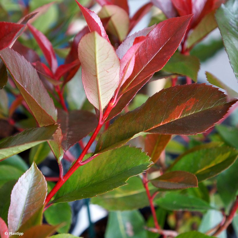 Photinia fraseri Red Light - Fotinia (Follaje)