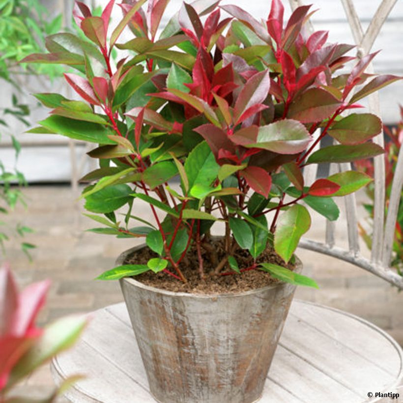 Photinia fraseri Red Light - Fotinia (Porte)