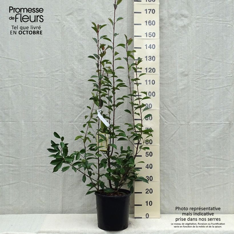 Ejemplar de Photinia fraseri Red Robin 100/125cm en pot de 12L entregado en otoño