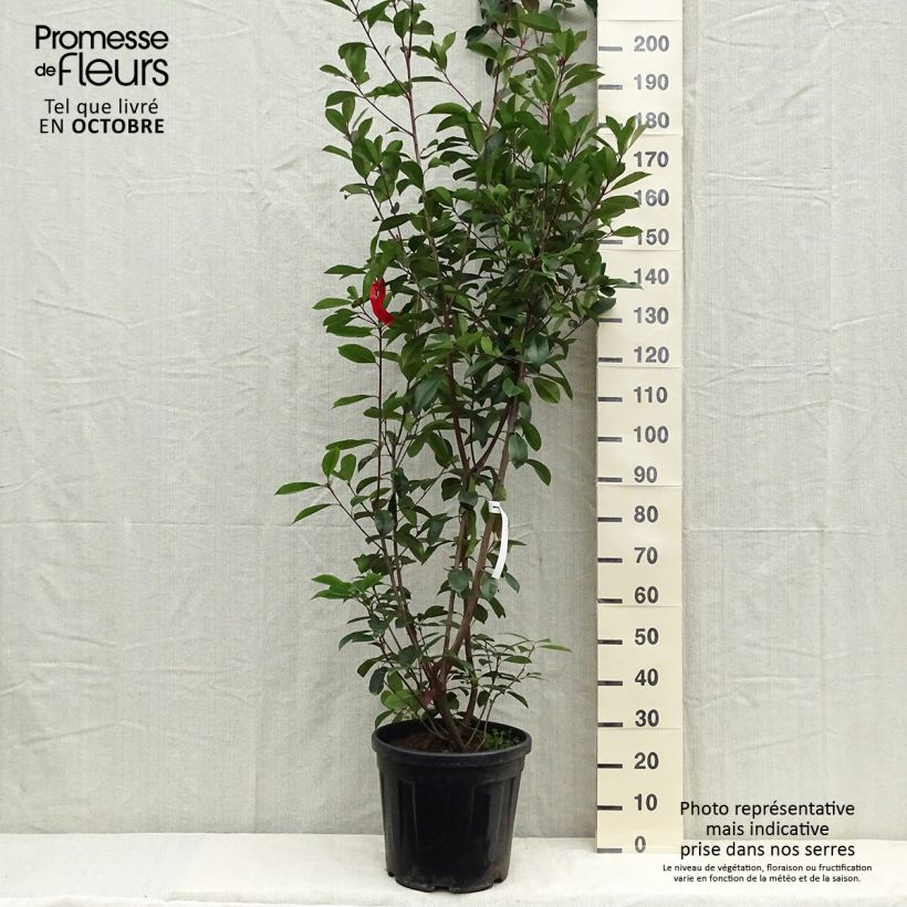 Ejemplar de Photinia fraseri Red Robin 150/175cm en pot de 20/25L entregado en otoño