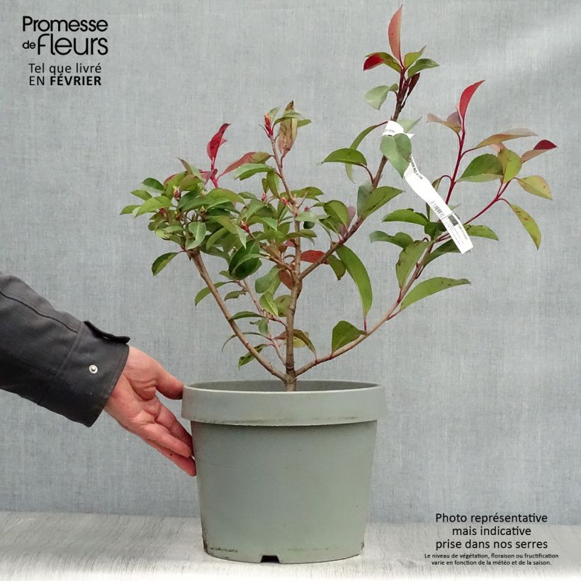 Photinia fraseri Red Robin 80/100cm en pot de 7.5L Ejemplar entregado en invierno