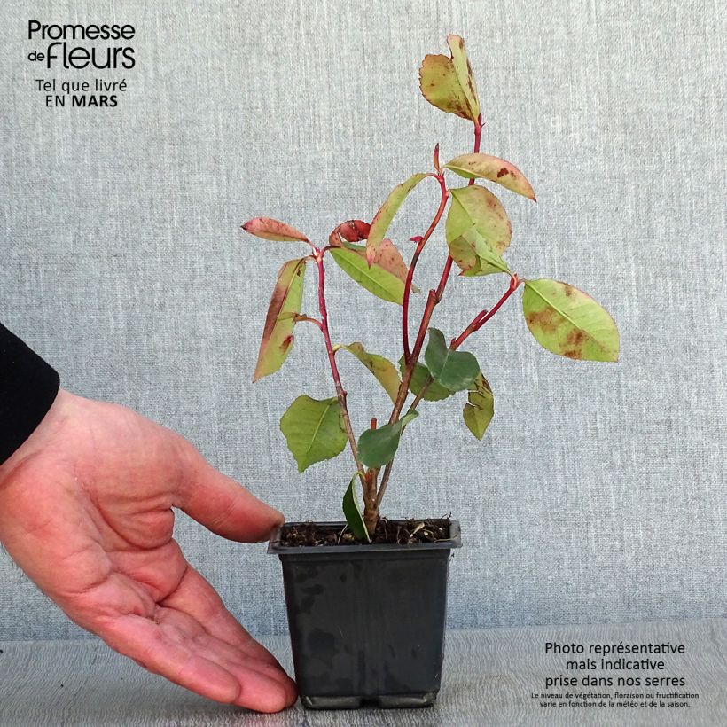 Photinia fraseri Red Robin Blood Godet de 9cm Ejemplar entregado en invierno