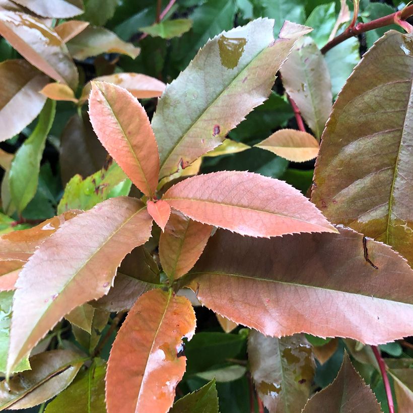 Photinia fraseri Red Robin Blood - Fotinia (Follaje)