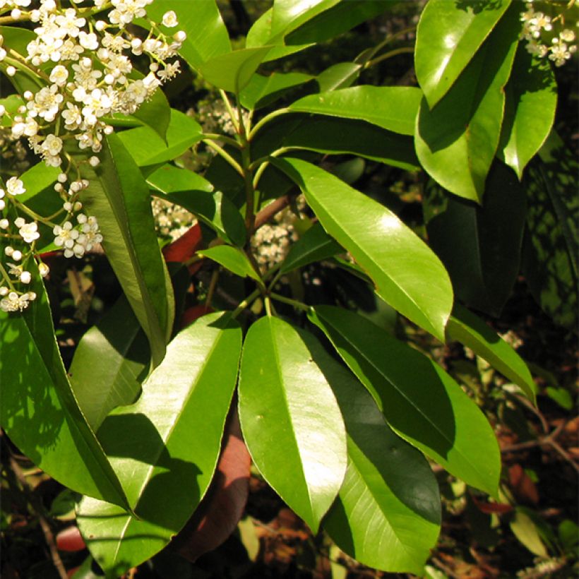 Photinia serratifolia - Fotinia (Follaje)