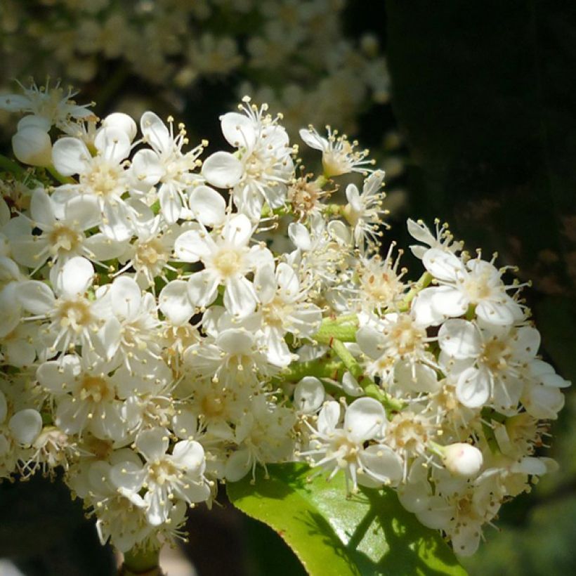 Photinia serratifolia - Fotinia (Floración)