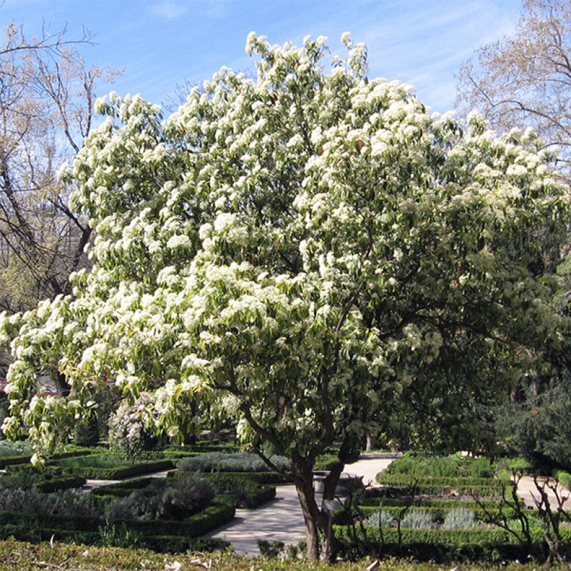 Photinia serratifolia - Fotinia (Porte)