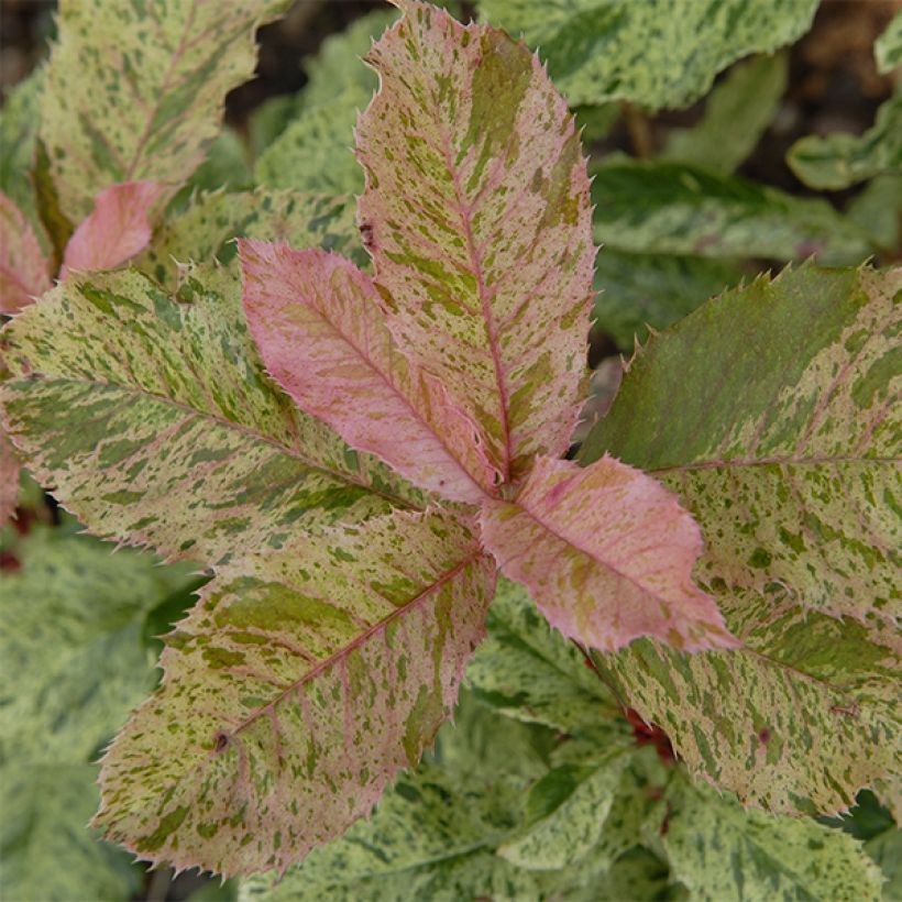 Photinia serratifolia Pink Crispy - Fotinia (Follaje)