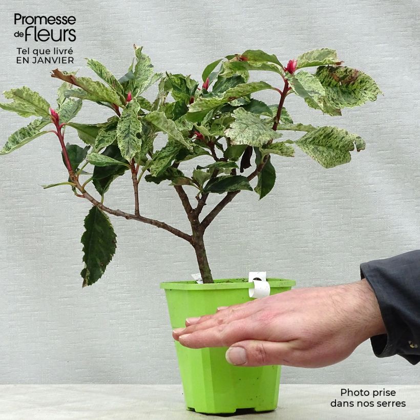 Photinia serratifolia Pink Crispy en pot de 1,3L Ejemplar entregado en invierno