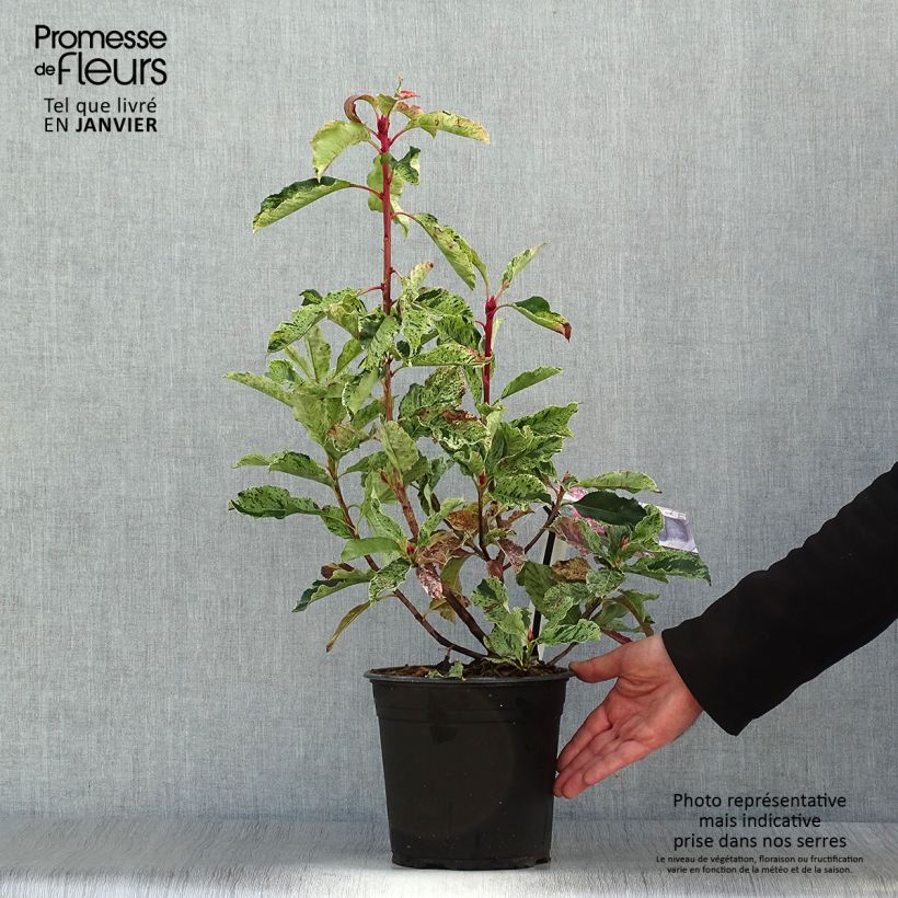 Photinia serratifolia Pink Crispy en pot de 4/5L Ejemplar entregado en invierno