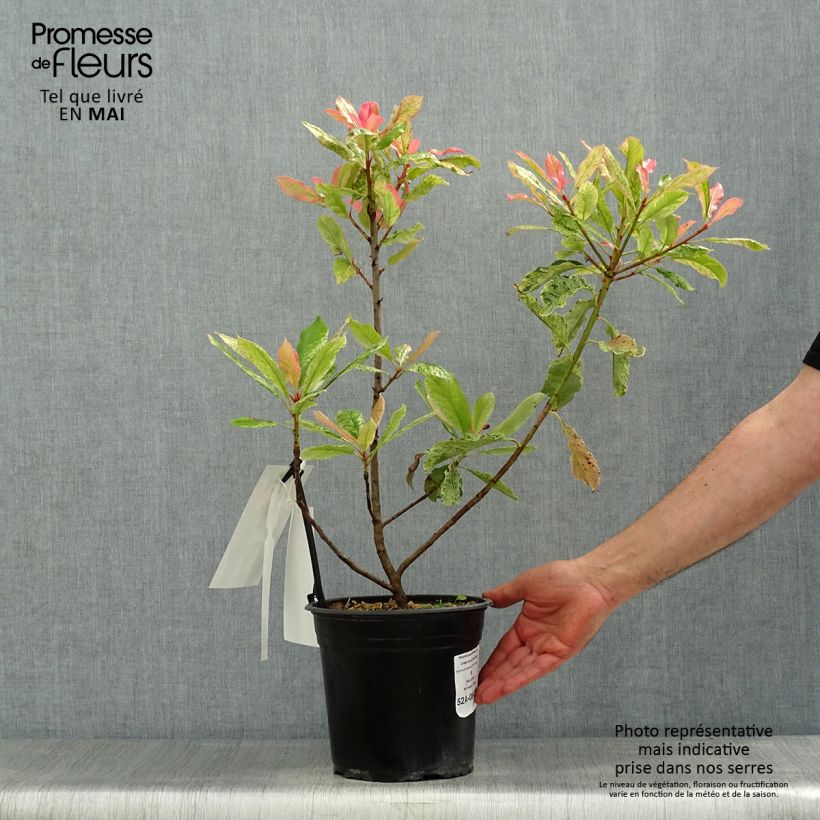 Photinia serratifolia Pink Crispy - Fotinia Maceta 4L/5LAltura de entrega aprox. 40/60cm Ejemplar entregado en la primavera