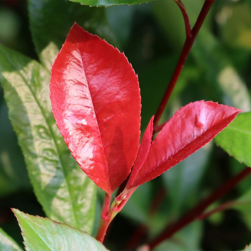 Photinia fraseri Baton Rouge - Fotinia (Follaje)