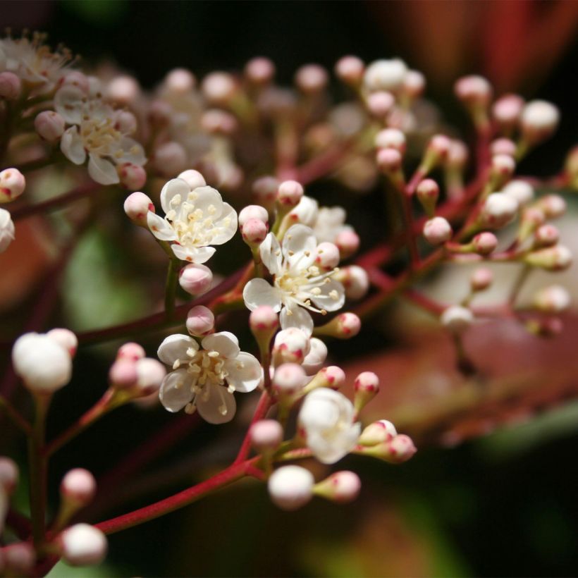 Photinia fraseri Baton Rouge - Fotinia (Floración)