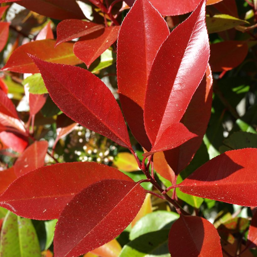 Photinia fraseri Dynamo Red - Fotinia (Follaje)