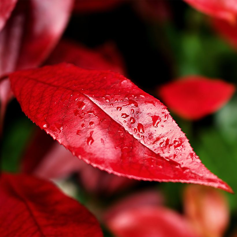 Photinia fraseri Nana - Fotinia (Follaje)