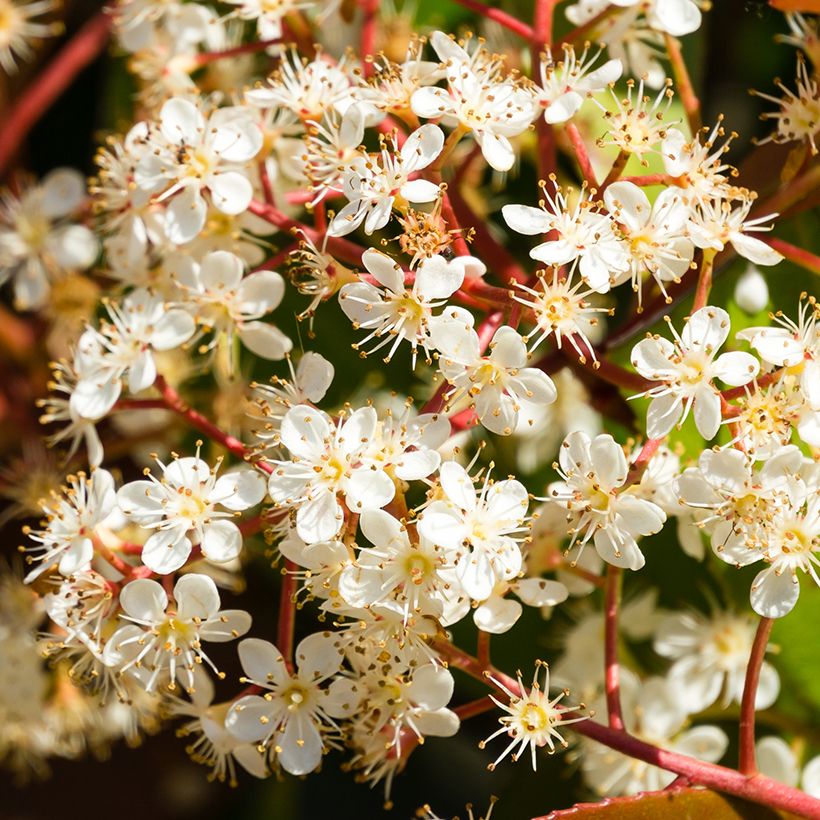 Photinia fraseri Nana - Fotinia (Floración)