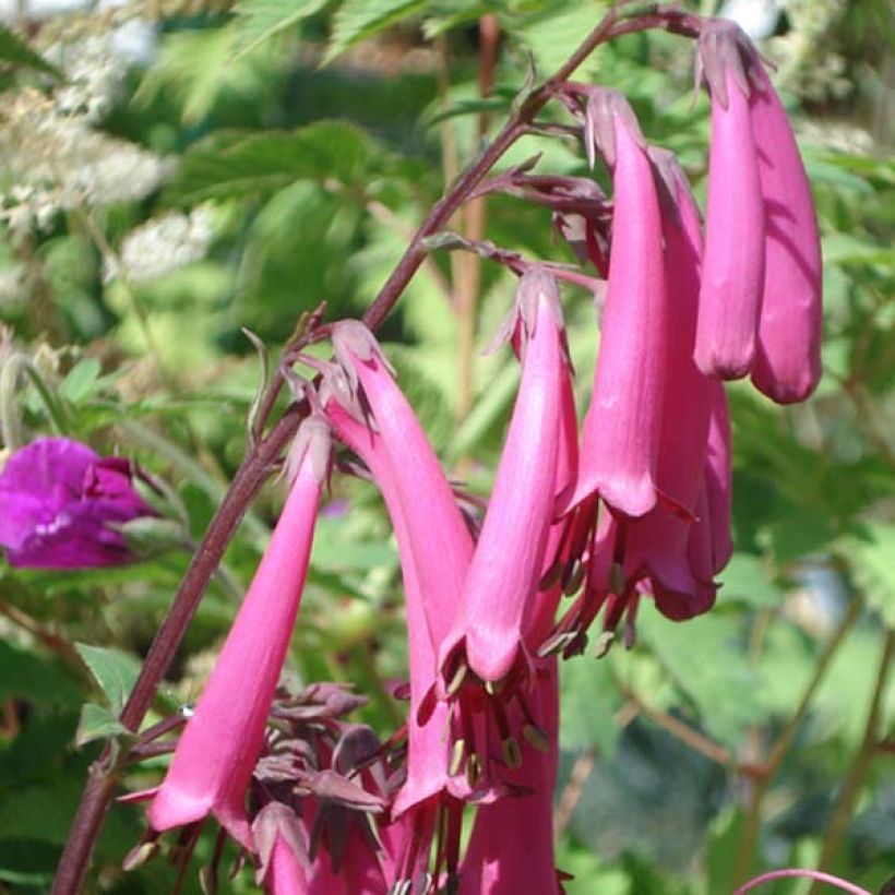 Phygelius rectus Funfare Wine (Floración)