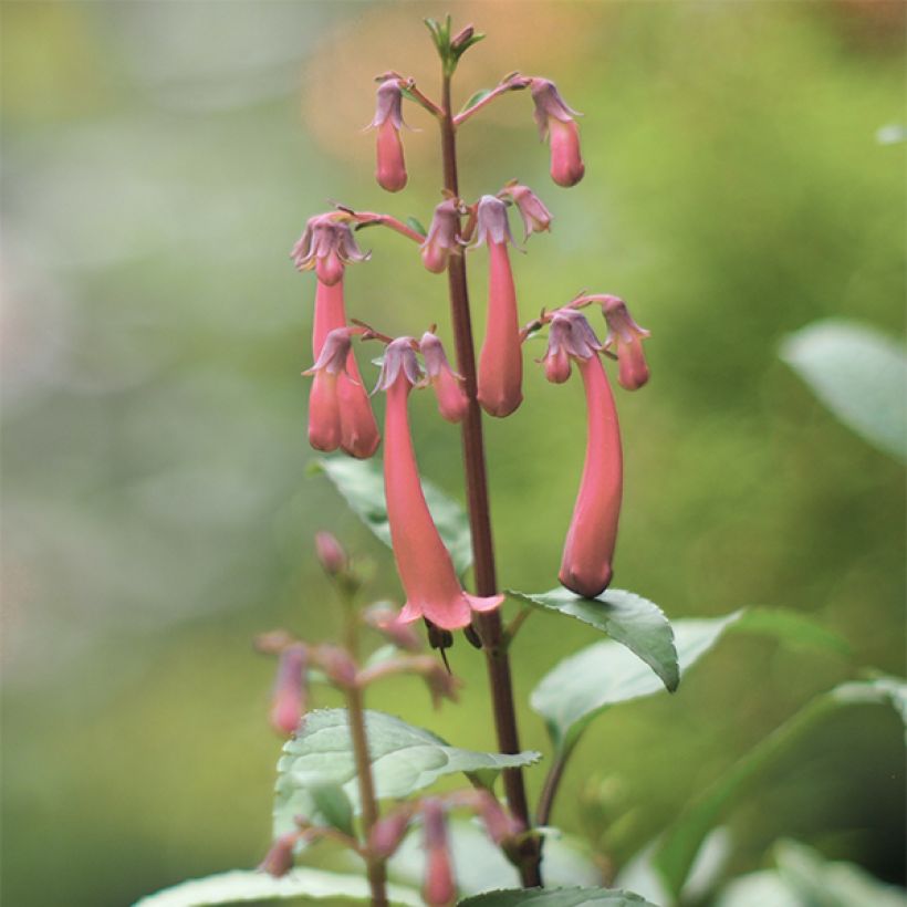 Phygelius aequalis Pink Trumpet (Floración)