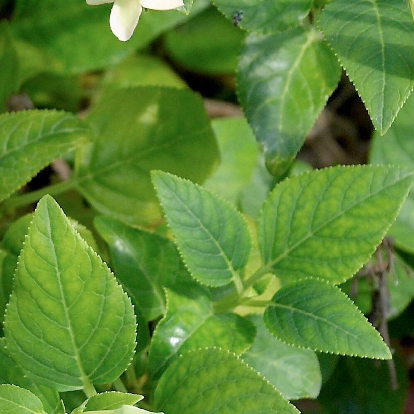 Phygelius aequalis Yellow Trumpet (Follaje)