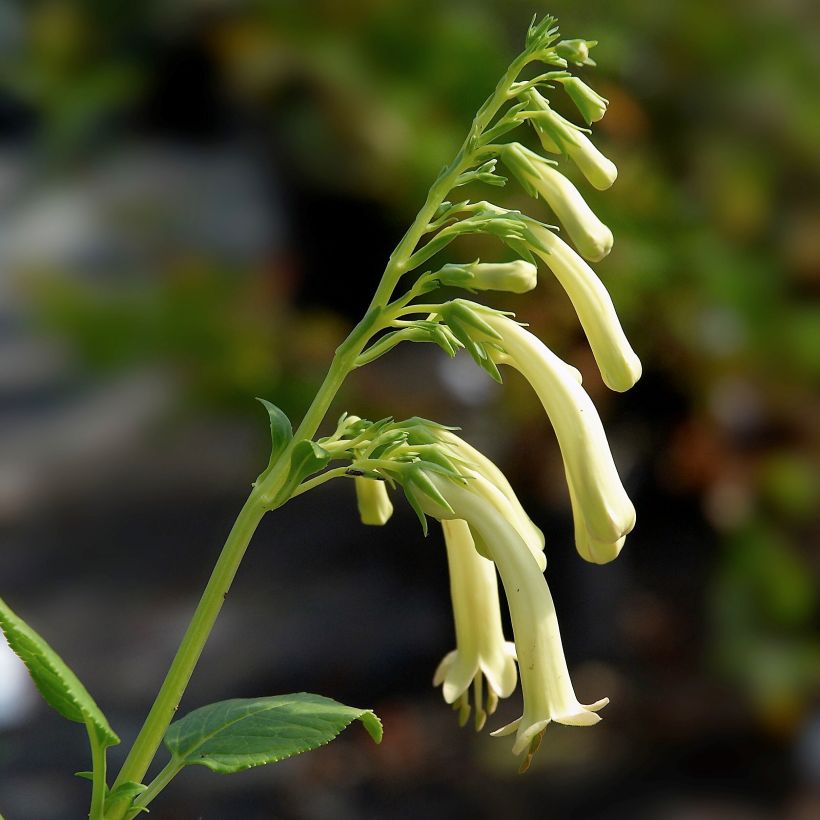 Phygelius aequalis Yellow Trumpet (Floración)