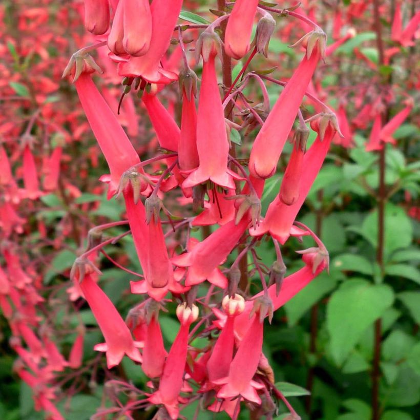 Phygelius capensis (Floración)