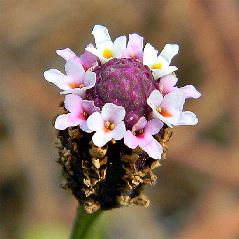 Phyla nodiflora (Floración)